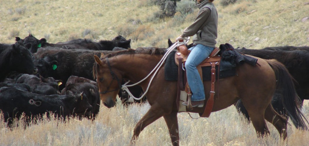 Montana (16)